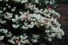 campylocarpum ssp caloxanthum-1